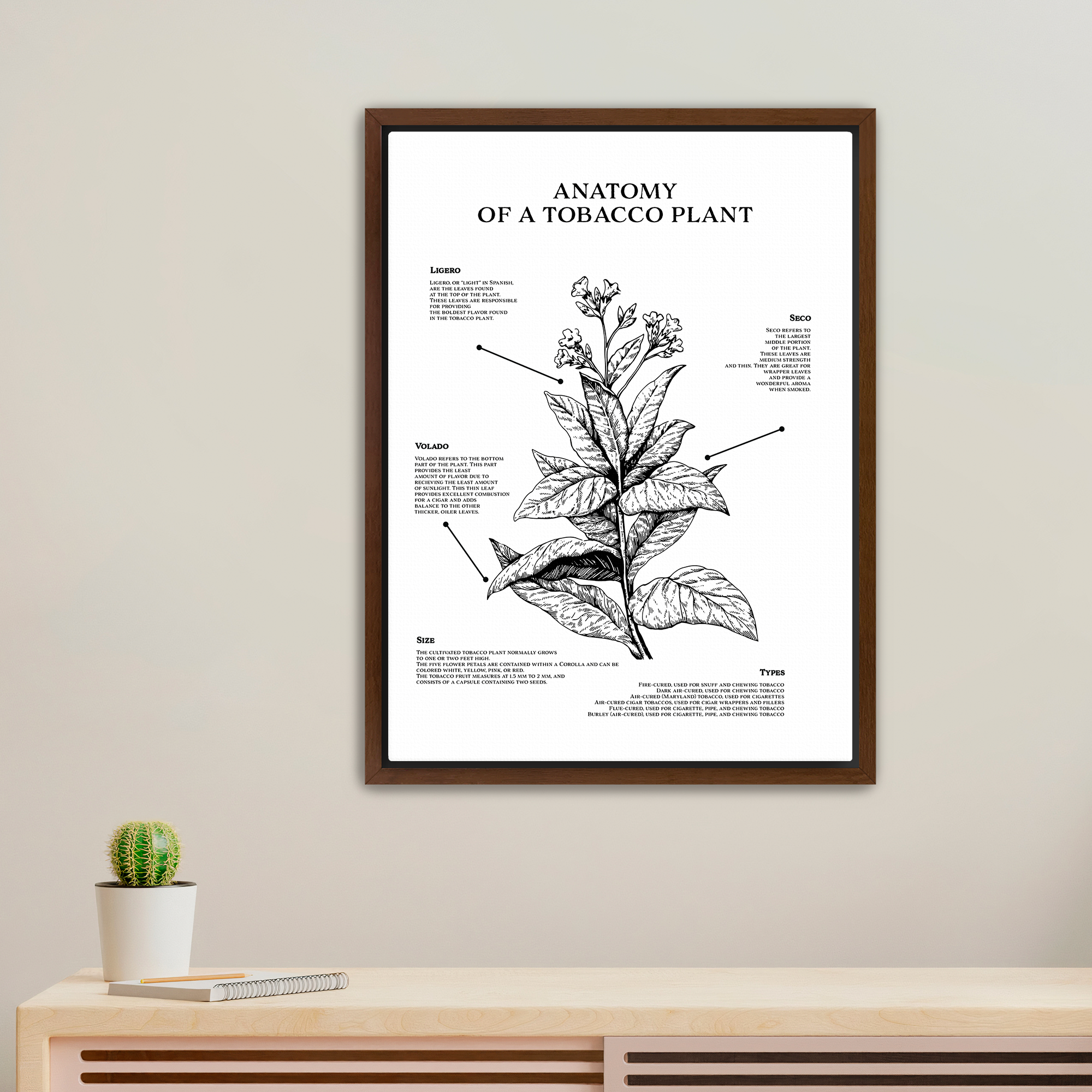 Cigar Art - Anatomy of a Tobacco Plant